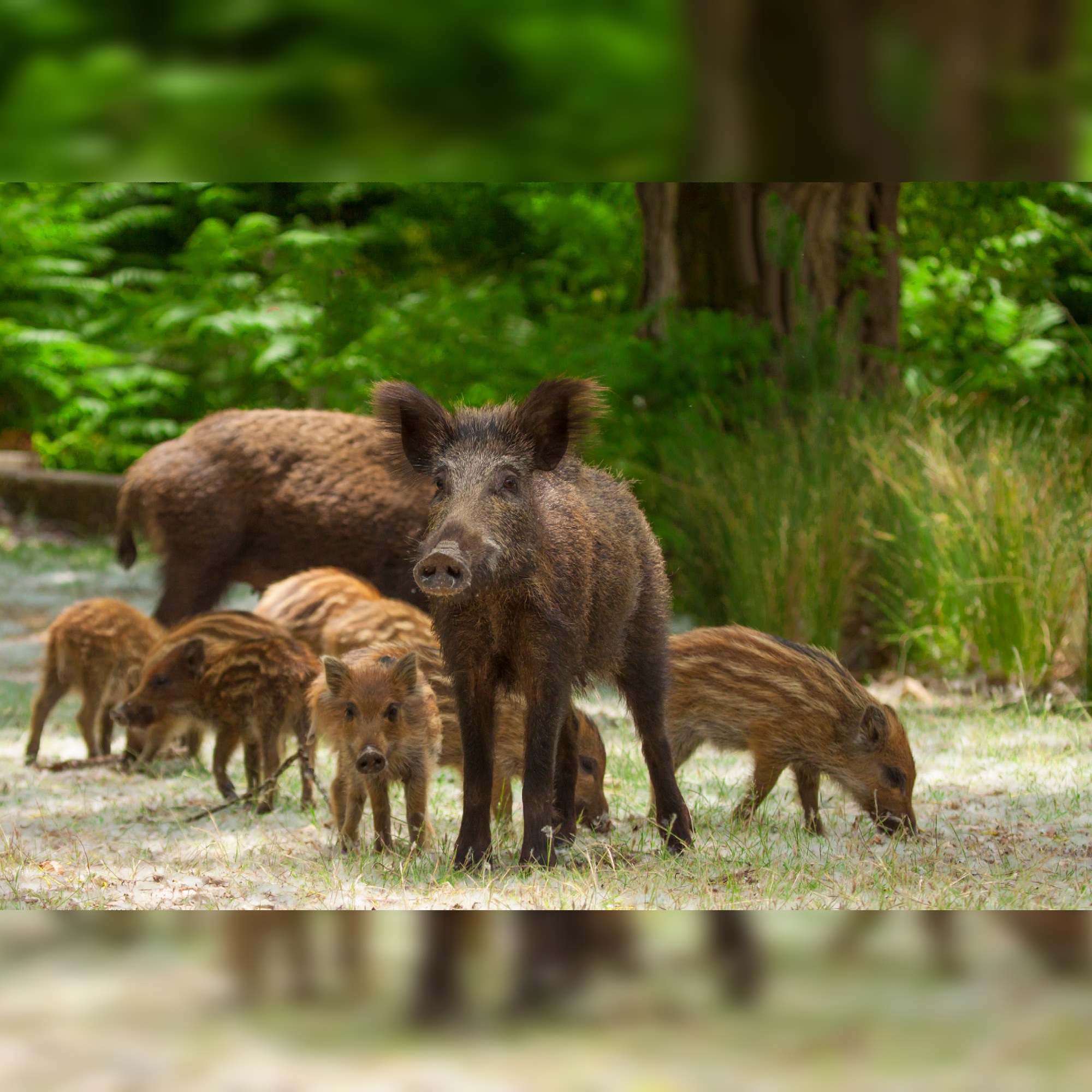 Create photo animations with the FREE CyberLink’s PhotoDirector App