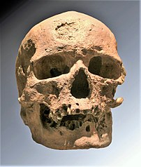 Welcome to new media's Stone Age 5 The Cro-Magnon Skull