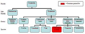 Taxonomy chart 300px-taxonomy_chart-5833268