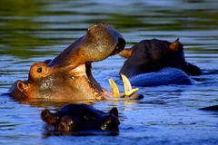 Happy Hippo Pool