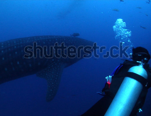 Shutterstock Offers Astounding Underwater Footage from Josh Jensen 9