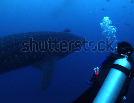 Shutterstock Offers Astounding Underwater Footage from Josh Jensen 8