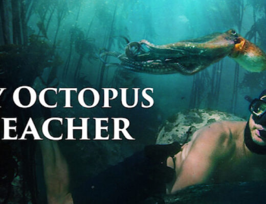 my octopus teacher