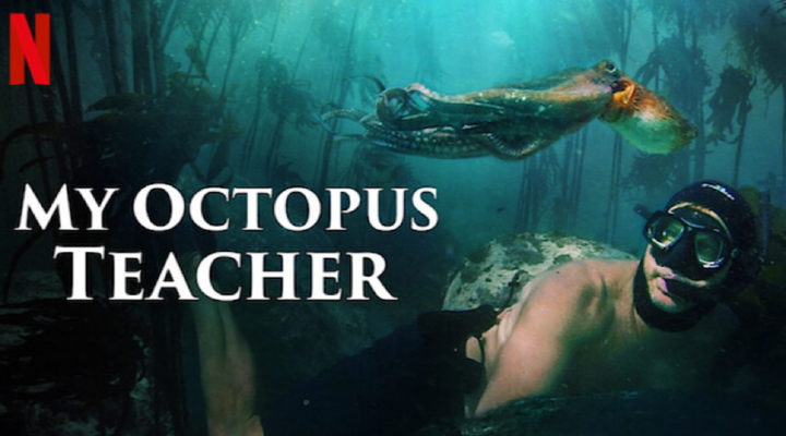 my octopus teacher