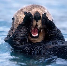 Otter_square.jpg