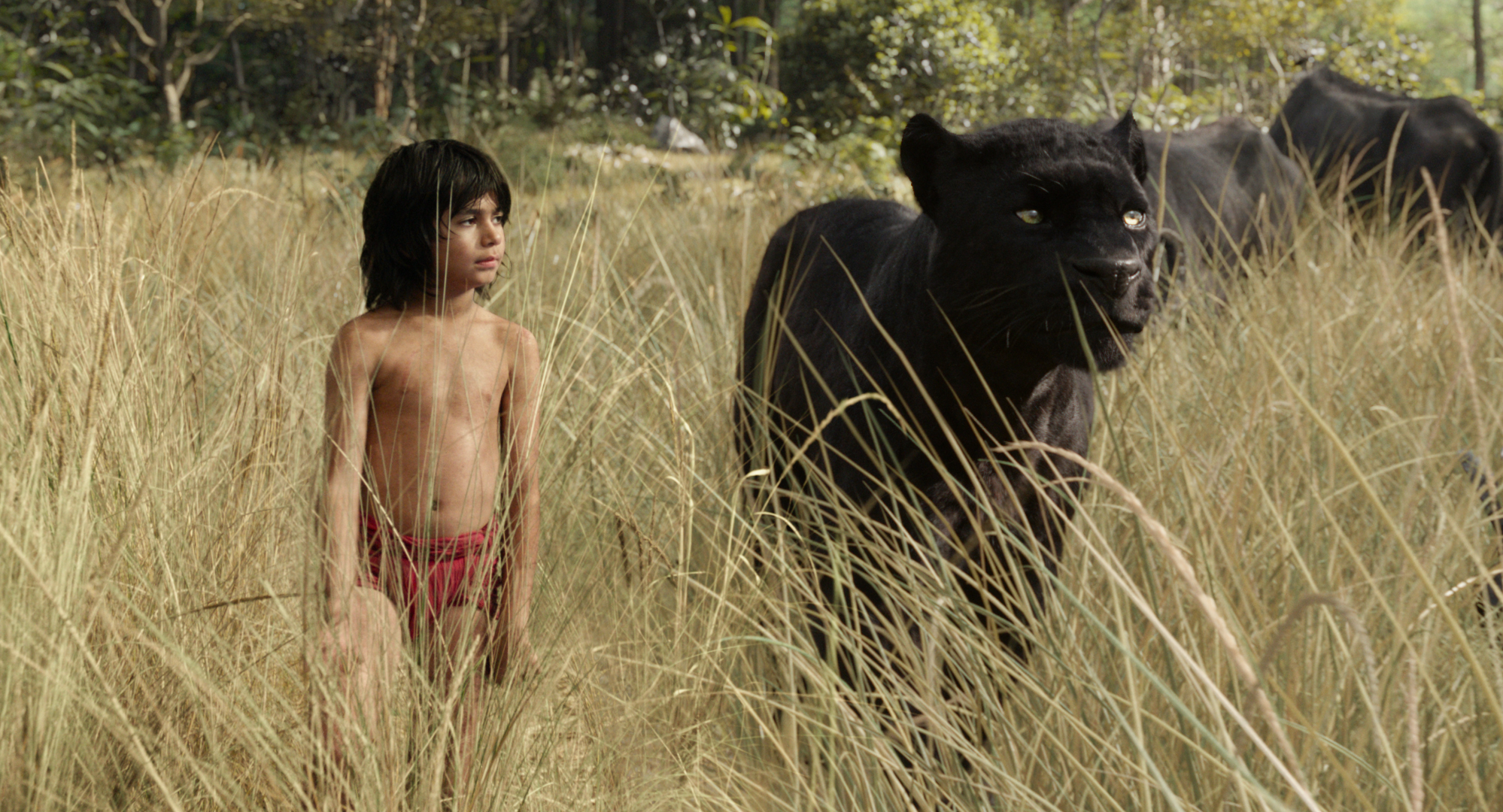 Mowgli (newcomer Neel Sethi) and Bagheera (voice of Ben Kingsley) embark on a captivating journey in “The Jungle Book,” an all-new live-action epic adventure about Mowgli, a man-cub raised in the jungle by a family of wolves, who is forced to abandon the only home he’s ever known. In theaters April 15, 2016. ..©2015 Disney Enterprises, Inc. All Rights Reserved.