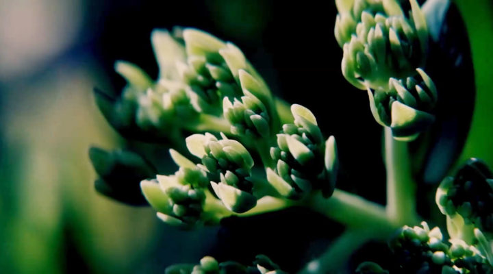 Macro image of a small flower head on a plant, backlit by the sun.