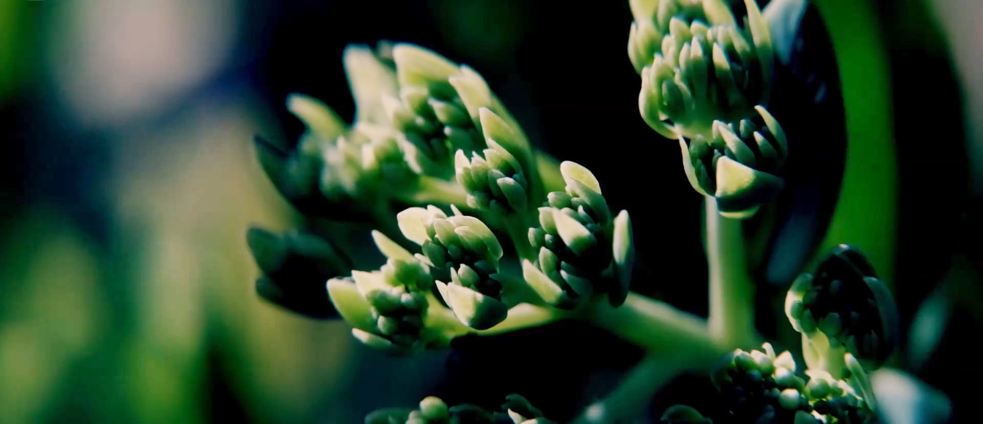 Macro image of a small flower head on a plant, backlit by the sun.