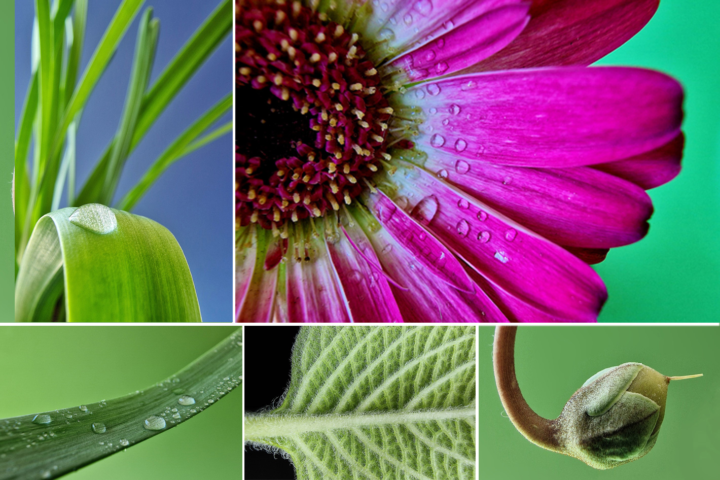 How to shoot macro with the Samsung Galaxy S22 Ultra