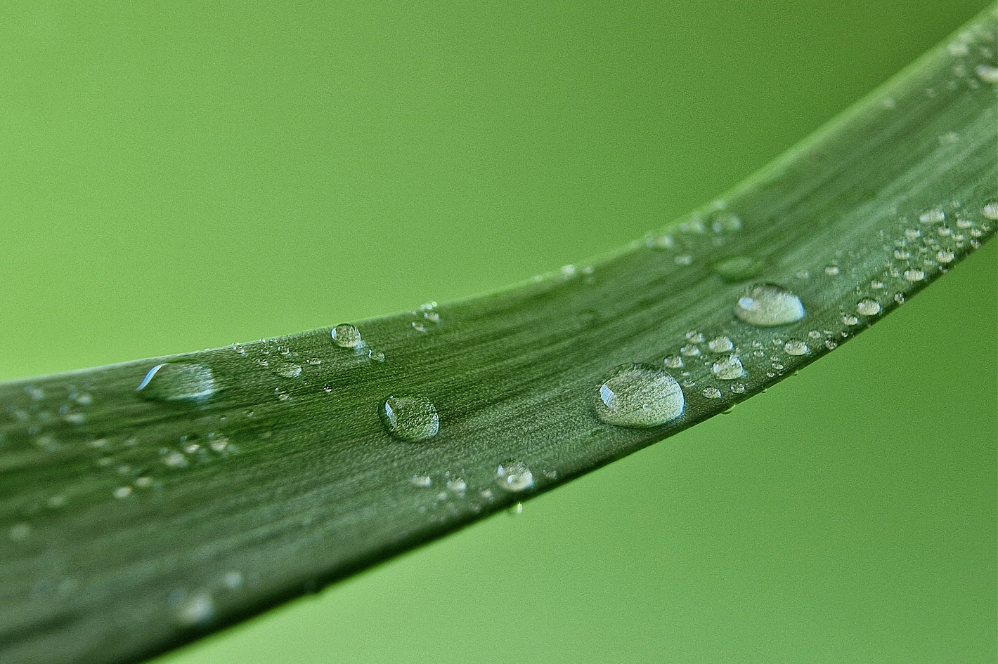 How to shoot macro with the Samsung Galaxy S22 Ultra
