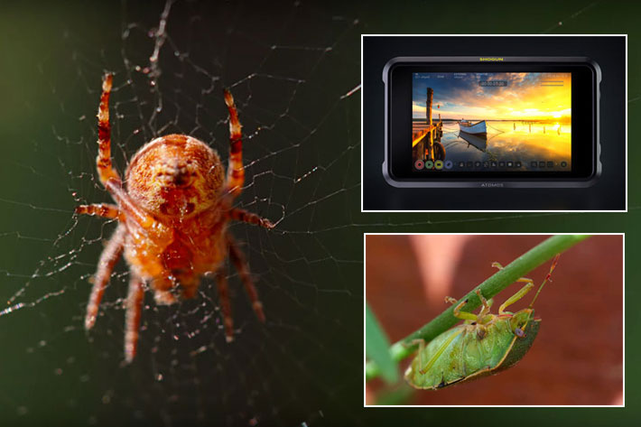 Atomos: go on safari at home and win a Shogun 7