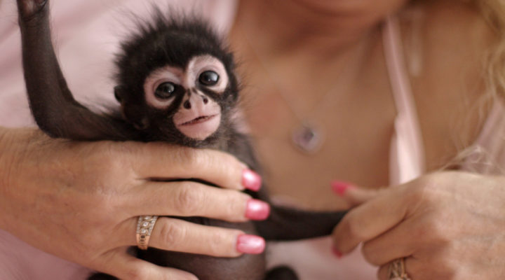 Chimp Crazy docuseries captured with Blackmagic Design