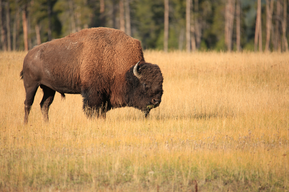 11 Tips to Photograph Wild Animals Without Getting Killed 23 photograph-wild-animals-4