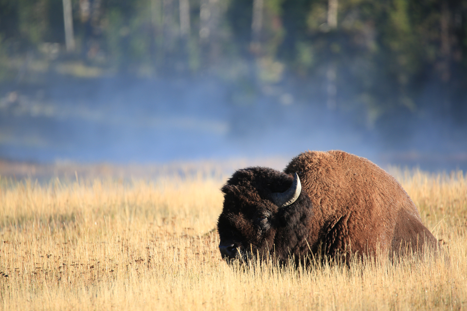 11 Tips to Photograph Wild Animals Without Getting Killed 24 photograph-wild-animals-5