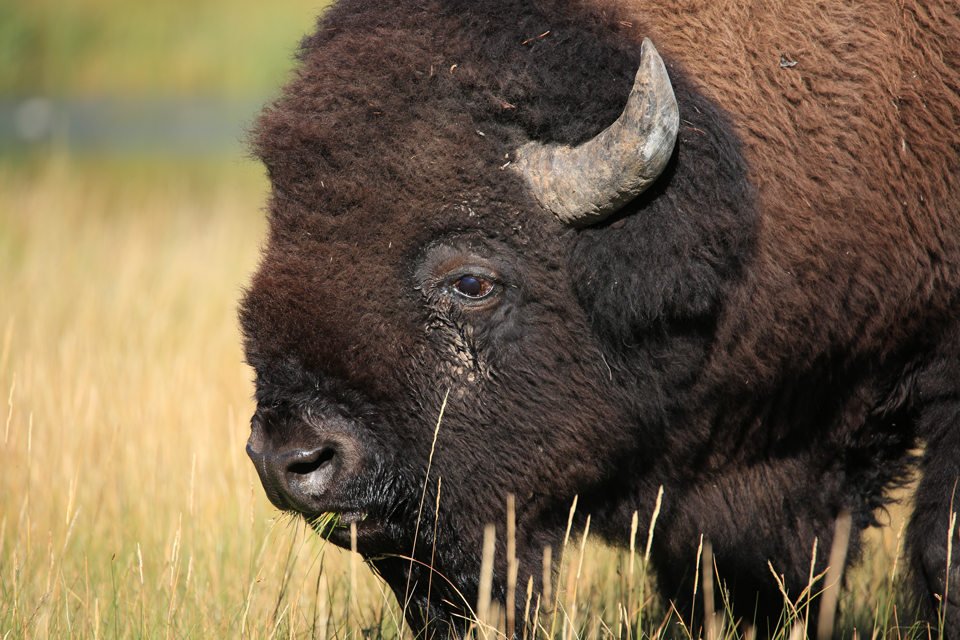11 Tips to Photograph Wild Animals Without Getting Killed 25 photograph-wild-animals-6