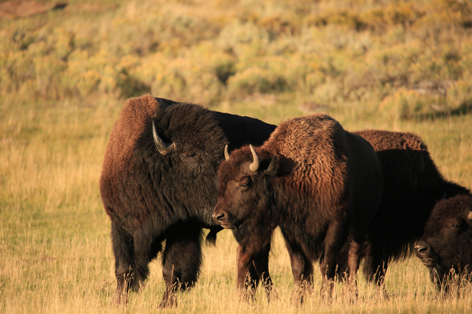 11 Tips to Photograph Wild Animals Without Getting Killed 26 photograph-wild-animals-7