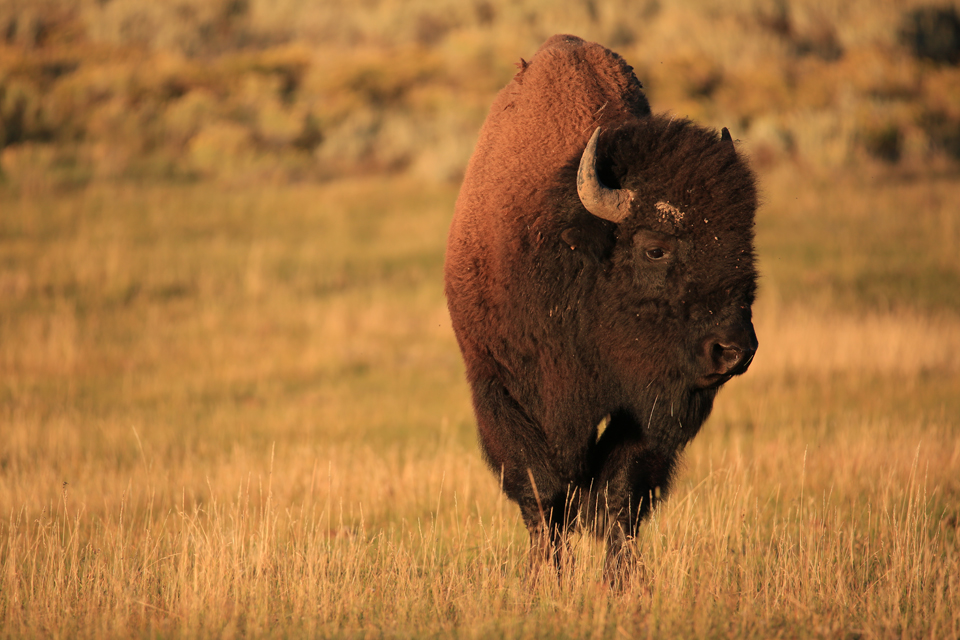 11 Tips to Photograph Wild Animals Without Getting Killed 27 photograph-wild-animals-8