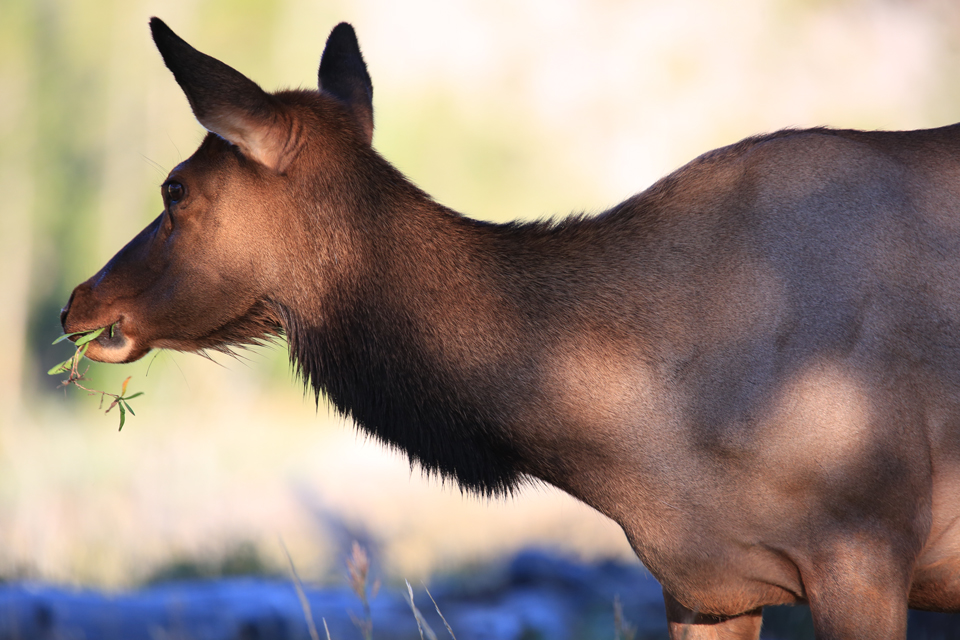 11 Tips to Photograph Wild Animals Without Getting Killed 28 photograph-wild-animals-9