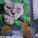 A 200MP cat to promote Samsung’s ISOCELL image sensor