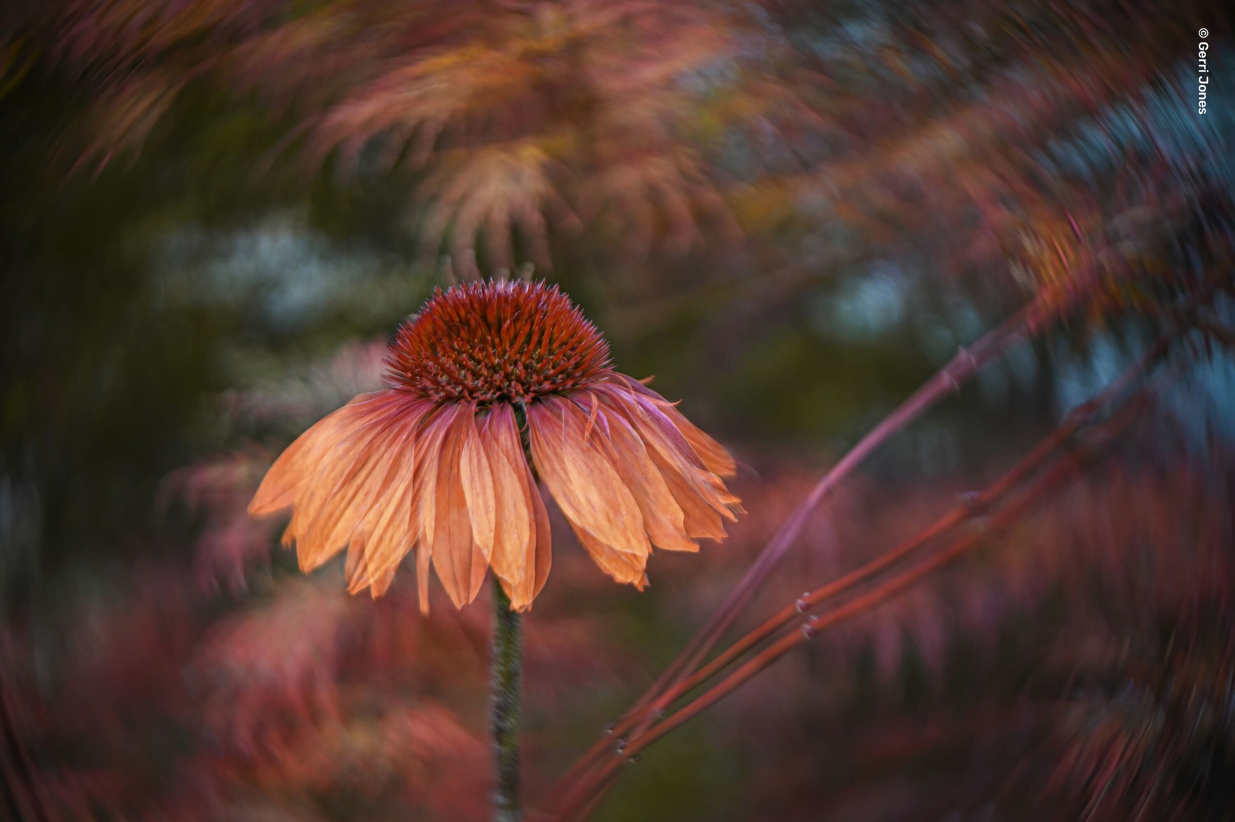Lensbaby Twist 28: designed for modern mirrorless systems 7 Lensbaby Twist 28: designed for modern mirrorless systems