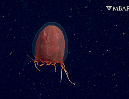 MBARI: shooting 4K video of deep-sea animals and habitats