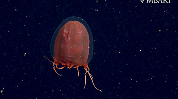 MBARI: shooting 4K video of deep-sea animals and habitats