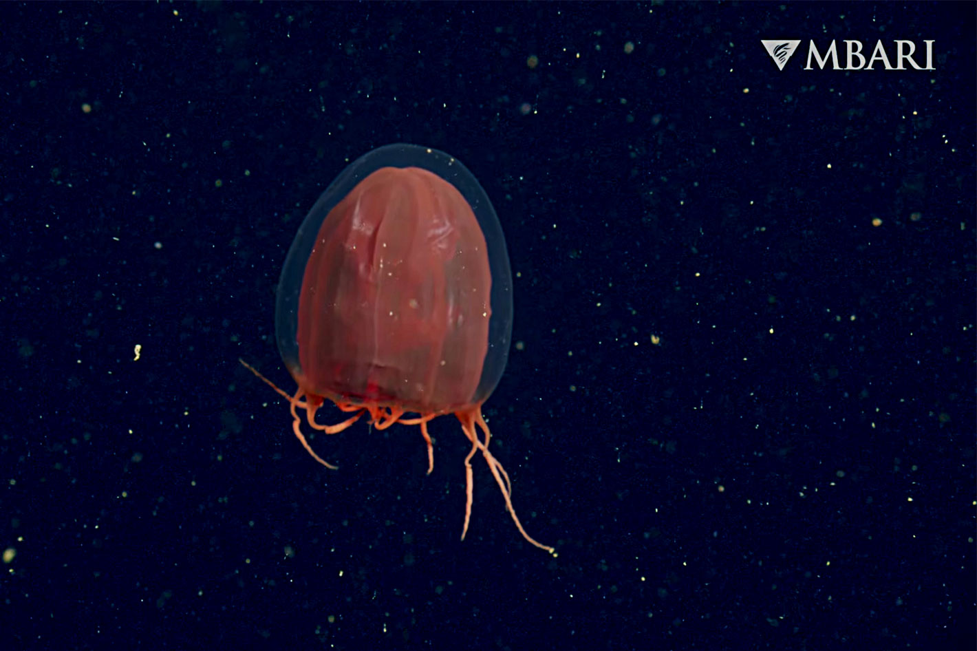 MBARI: shooting 4K video of deep-sea animals and habitats