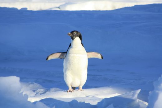 Linux on the desktop? 4 A penguin on a block of ice in the sea.