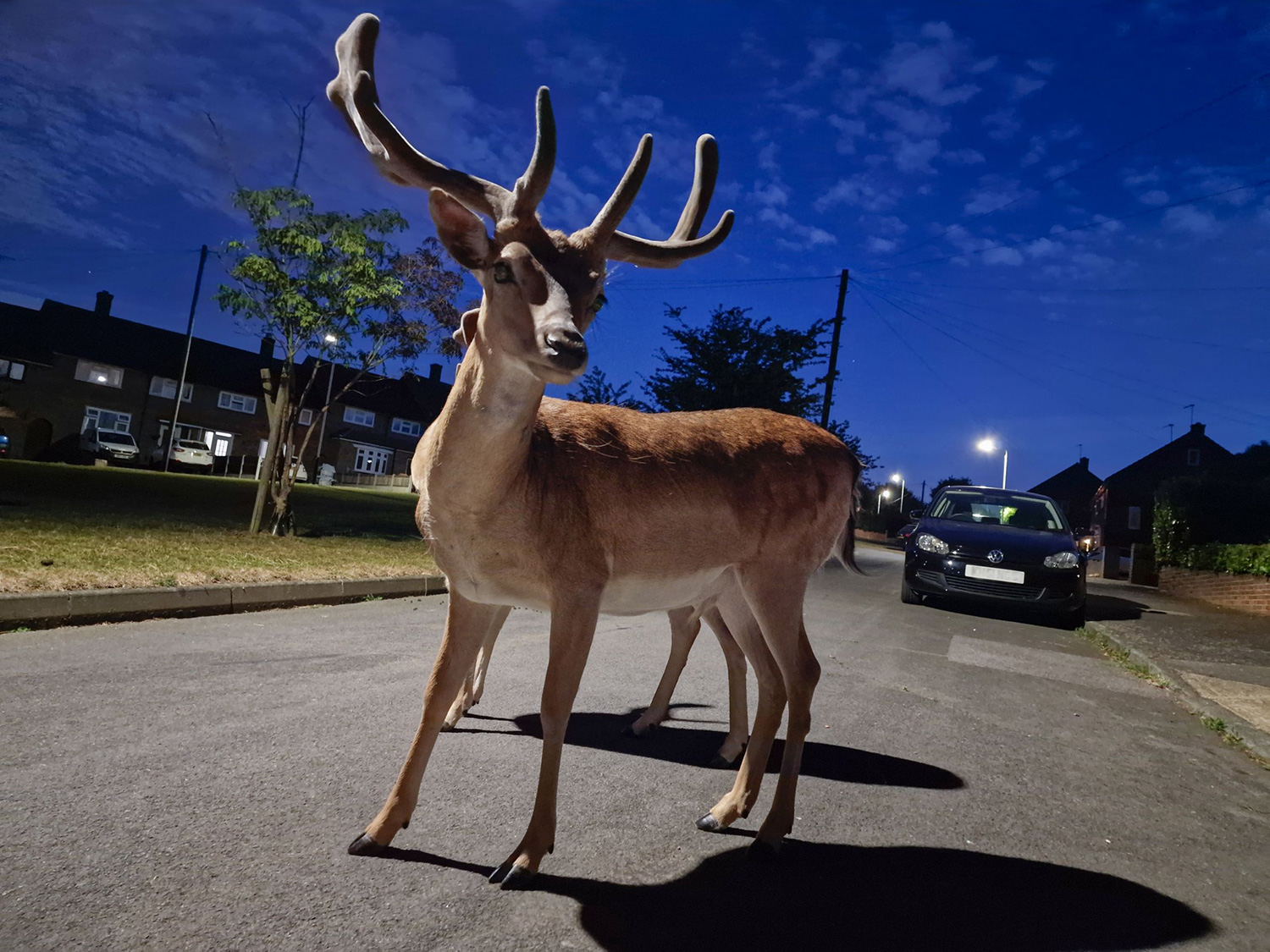 Photographing nocturnal wildlife with a Samsung S22 Ultra