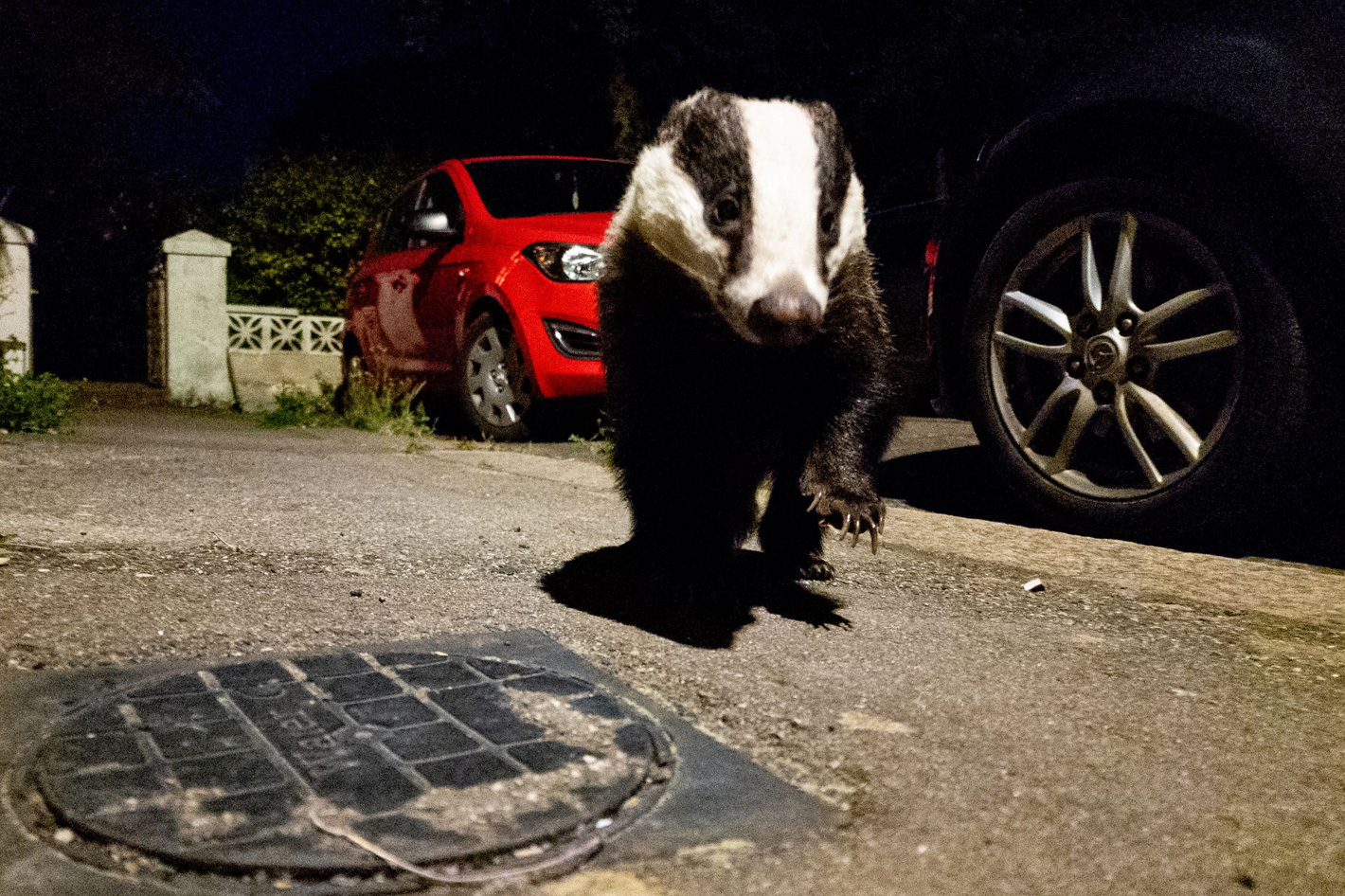 Photographing nocturnal wildlife with a Samsung S22 Ultra