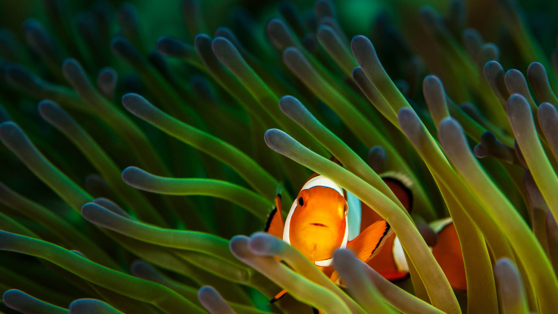 sea-anemone-adobe-stock
