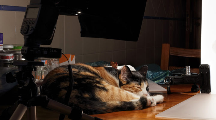 Cats are a photographer’s best friend